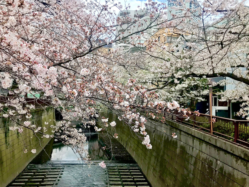 絶景の桜名所、お花見スポット! 女性約200人に聞いた「激推しの桜景色」12選