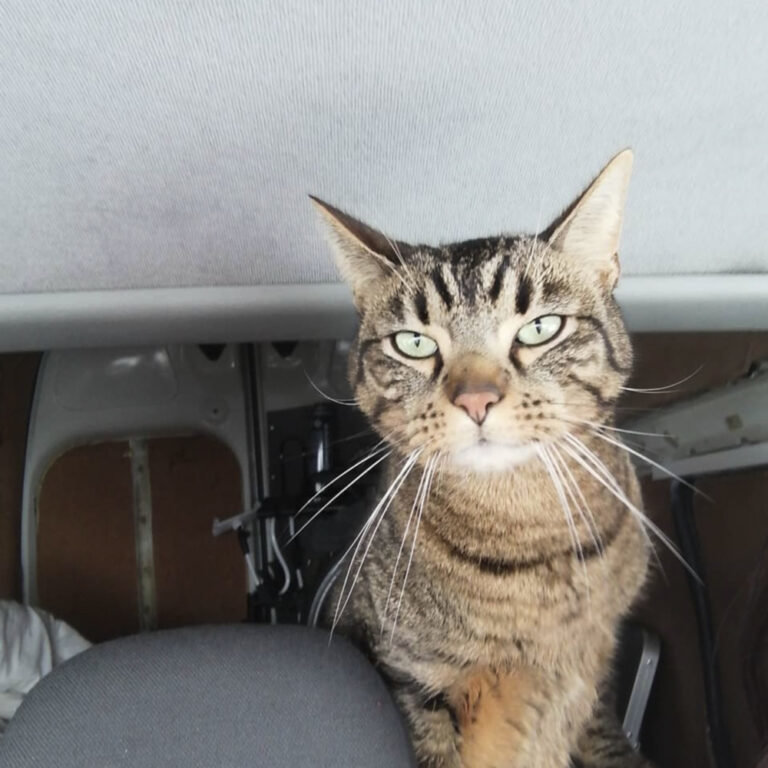 飼い主と車に暮らして3年…国中を旅する猫さまが「最も驚いたこと」とは?