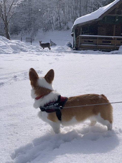 「あたいに、ついてきな!」残像残す程の疾走で雪道を突き進むコーギー ”愛おしいと感じる”犬の世界