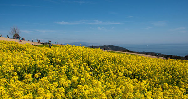 大阪・関西の3月におすすめ観光スポット！梅や花畑の絶景、イベント情報も