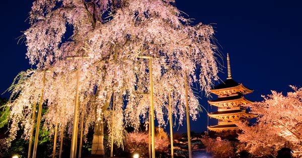【京都 桜の名所2022】夜桜ライトアップ・見頃・中止情報も