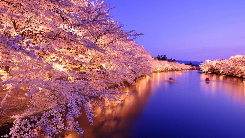 【2022年】全国の桜の名所・お花見スポット