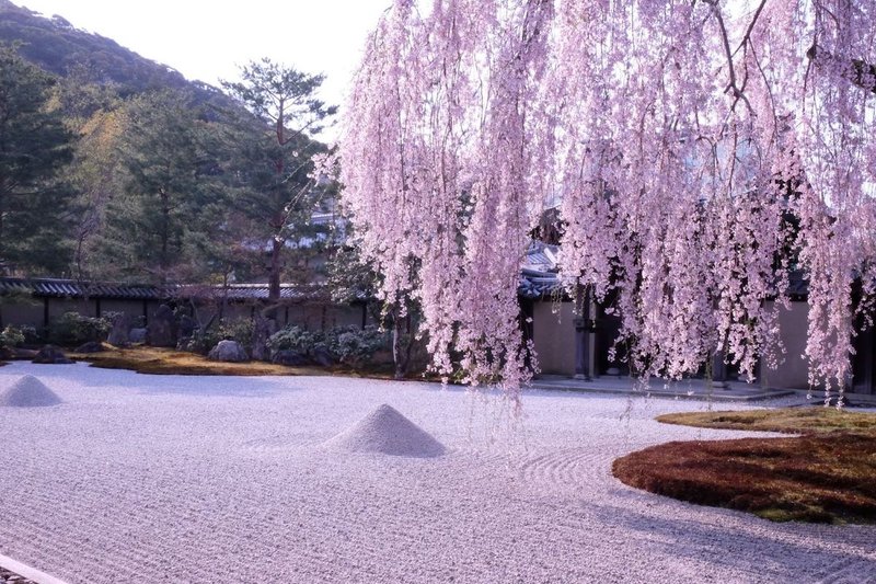 京都のラグジュアリーホテル「MOGANA」に桜の高台寺を貸し切る特別観賞プランが登場！