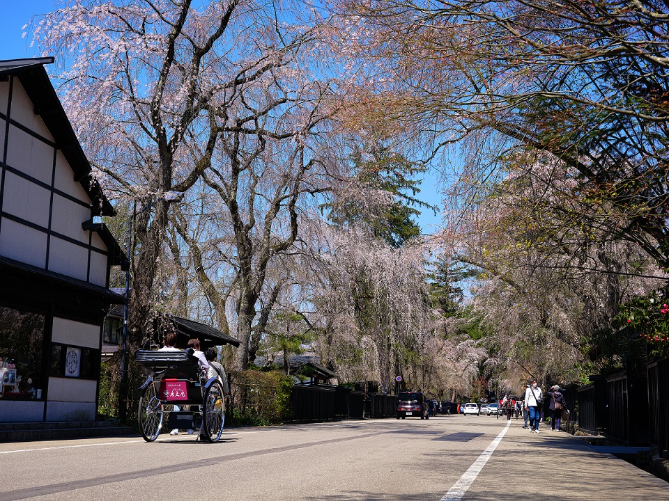 角館の武家屋敷通りを歩いてめぐる観光モデルコース！桜とともに四季の移ろいを楽しむ
