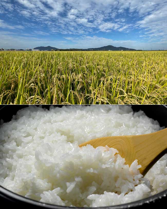 日本一の米どころ新潟が生んだ最高品質のブランド米「新之助」。味わい深い大粒のおいしさに注目！