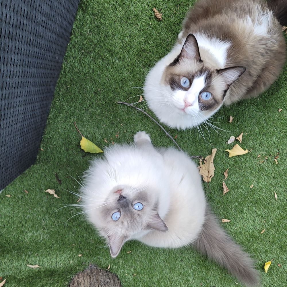 もふもふの毛と青い目にゾッコン…ラグドール猫さまたちの特別なおやつとは