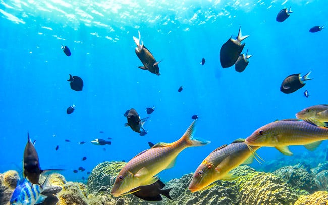 帝国ホテル 東京でランチ付きSDGsセミナー開催！2022夏のテーマは「おいしい海を守る」