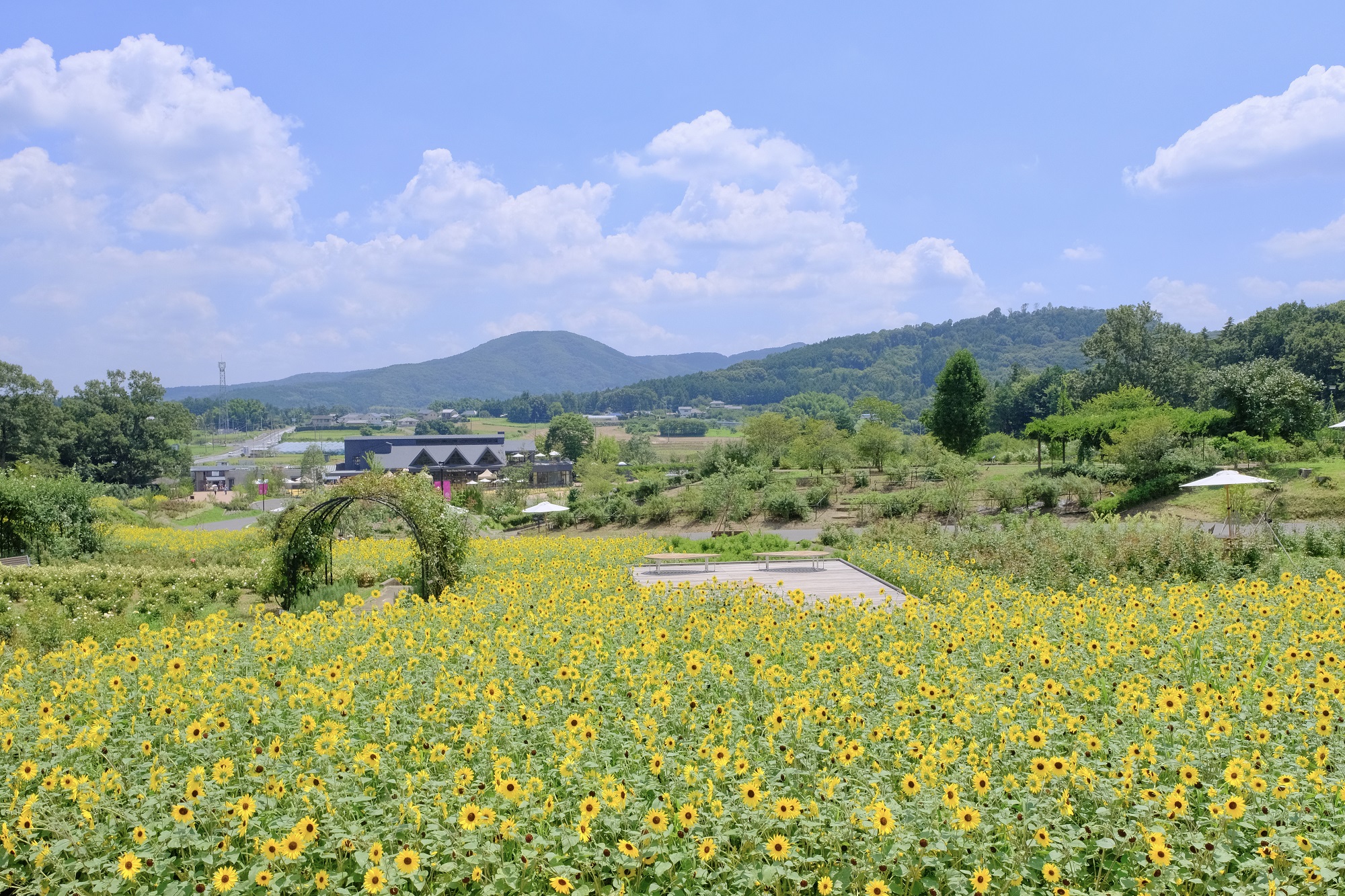 約10万輪のヒマワリが咲き誇る茨城県「いばらきフラワーパーク」で一輪摘みなどイベント開催