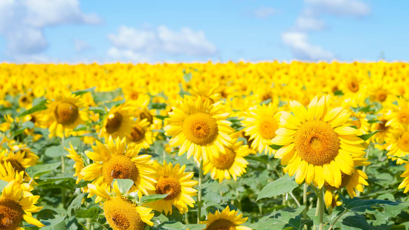 【2022】全国ひまわり畑の名所！一面が黄色に染まる夏の絶景