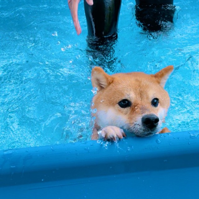 「自分のタイミングがあるんで」犬かきしない柴犬の強い意志、泳げるようになった…? 飼い主さんに”その後”を聞いた
