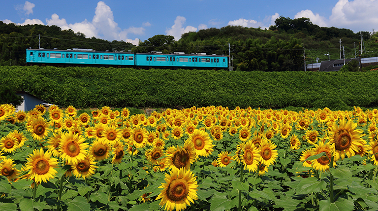 ひまわり畑や花火大会も！8月に行きたい大阪・関西のおすすめ観光スポット