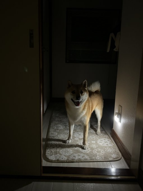 暗闇のなかで固まっている“ホラー犬” 怪しく光る柴犬の微笑みに「怖い怖い」「怖そうだけどかっこいい」の声
