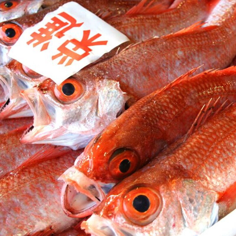 高級魚『のどぐろ』の旬は今！！＼＼底引き網漁解禁／／食べるなら今っ！