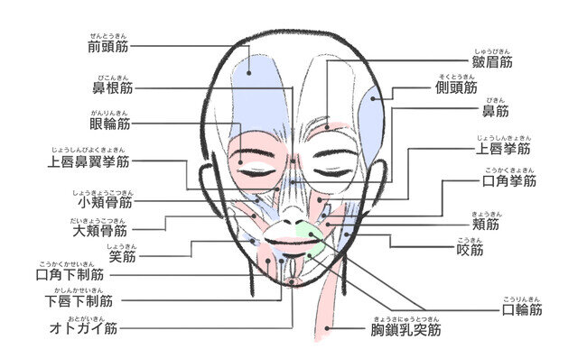 表情筋研究所「表情筋実態調査2023」鍛えたい表情筋は3年連続で口周りの口輪筋（こうりんきん）が1位に