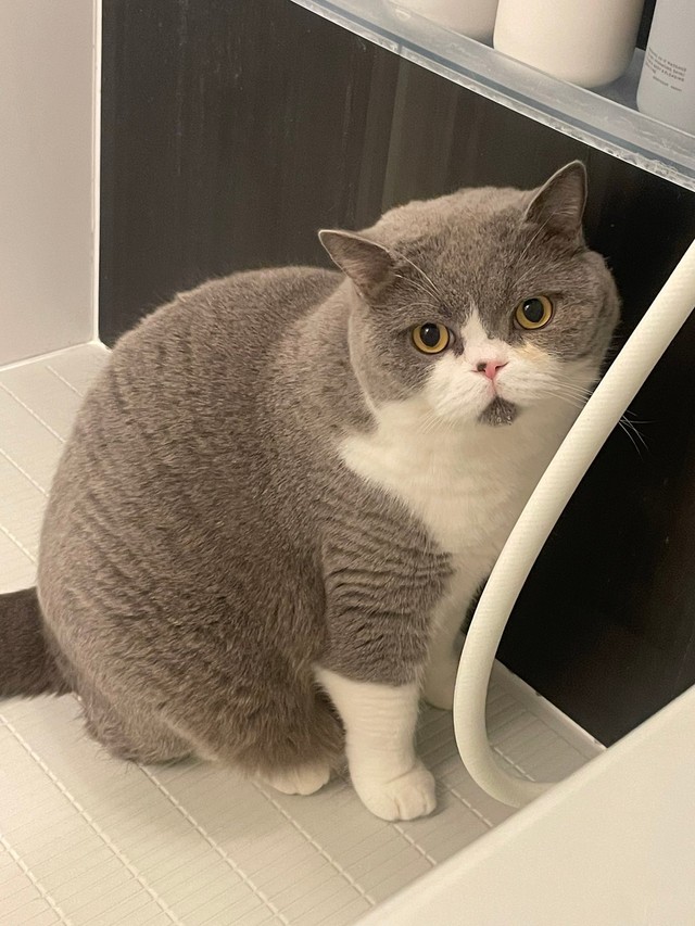 「イケメンと同棲してたってコト！？」ChatGPTを使ったら…愛猫にドキドキ♡「浮気はしないし、ずっと側に居てくれる！」