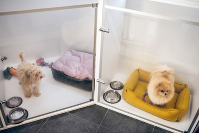 犬はペットホテルで何をして過ごしているの？愛犬を安心して預けるための選び方まで