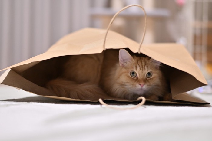 愛猫と『ずっと一緒』はかえって迷惑？あまりよくない3つの理由と適切な付き合い方