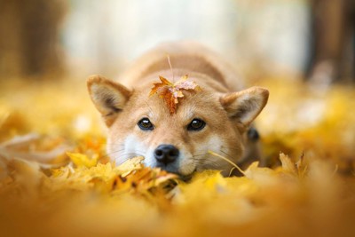 『マイペース』と言われる犬種5選 自由気ままな性格のワンコをしつけるときのポイントとは？