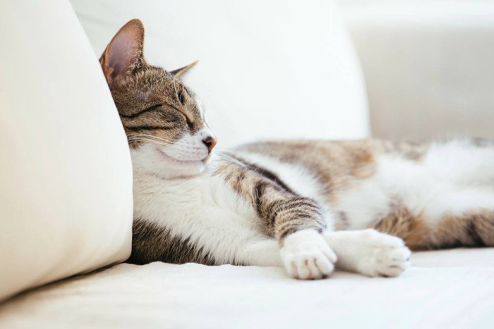 猫は『ずっと寝てばかり』な理由5選 どうしてあんなに寝られるの？寝すぎたりしないの？