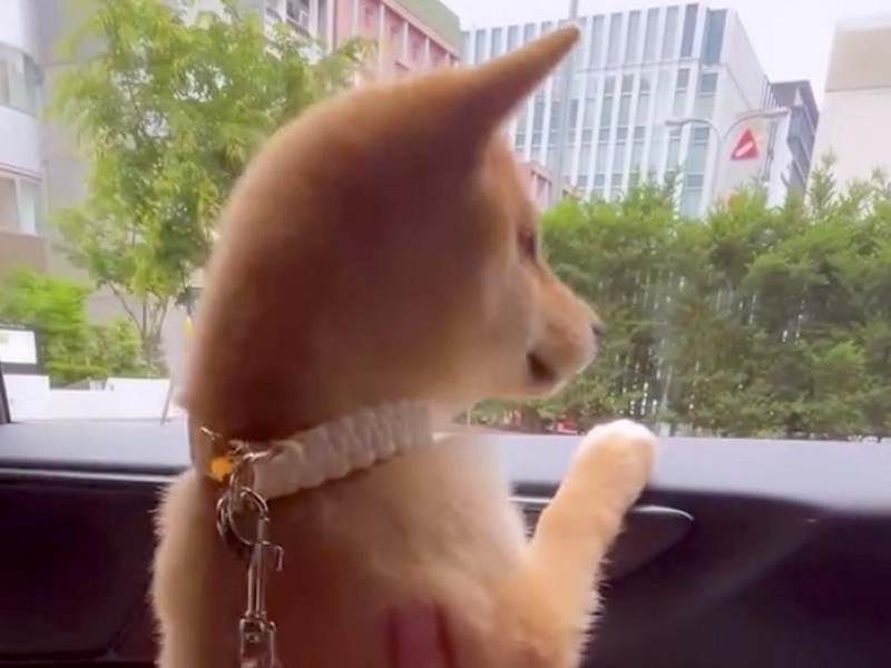 車の窓から顔を出す子犬が『大はしゃぎしている』と思ったら…可愛すぎる『まさかの理由』が10万再生「ぬいぐるみみたい」「遭遇したい」