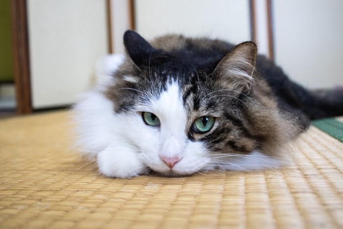 猫に最適な『床材』はどれ？畳・フローリング・カーペット、それぞれのメリット・デメリット