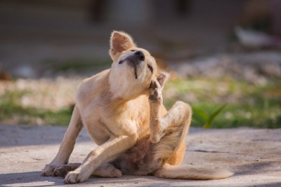 犬の『脂腺炎』とは｜主な原因や皮膚にあらわれる症状、治療法まで【獣医が解説】
