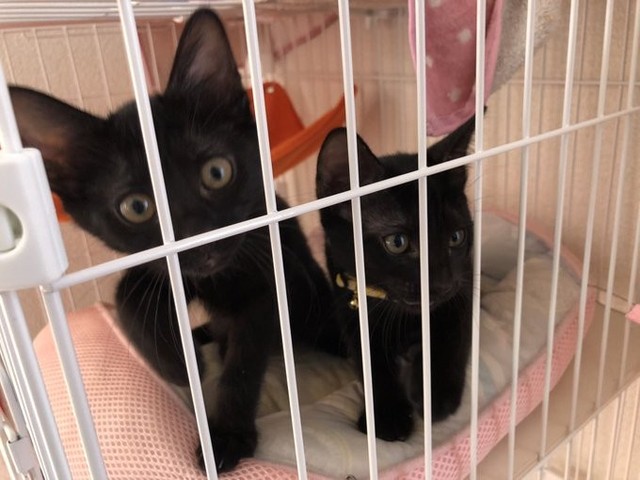 14歳で旅立った愛猫…残ったフードを届けに行った病院で、偶然出会った黒猫姉妹 「先住猫から託されたみたい」性格は真逆でも、少しずつ心の穴を埋めてくれた