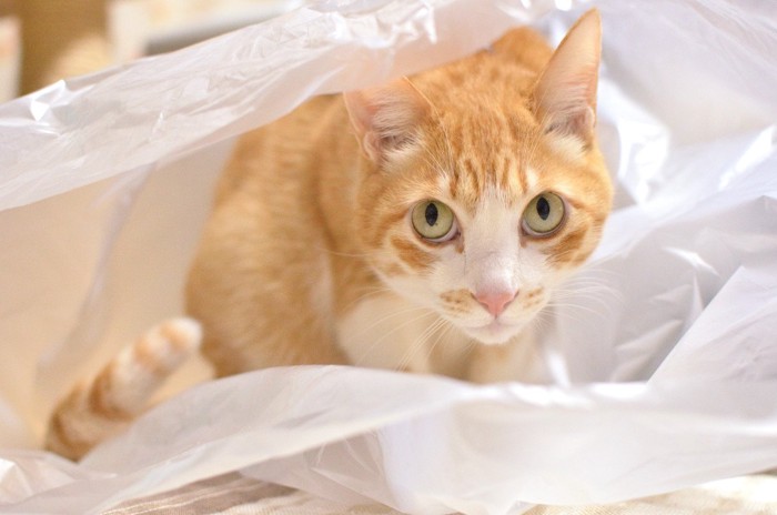 猫が聞くと喜ぶ『大好きな音』5選！うまく活用すれば呼び寄せに使えるかも…逆に苦手な音は？
