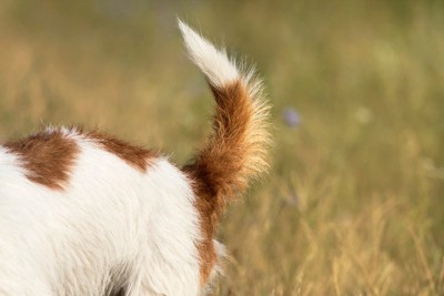 犬がしっぽを振って怒っているときの心理4つ 唸ってしまう理由や愛犬の気持ちの見分け方を解説