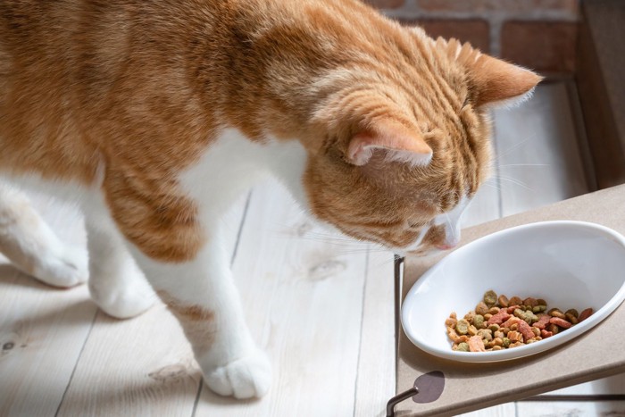 愛猫の『ご飯の好き嫌い』に困ったら…試したい対策法3選 治すことはできる？