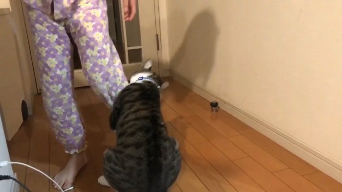 女の子の手足に猫がしがみつき…兄妹にしか見えない『仲良すぎるやり取りの様子』に癒される人続出「とても素敵」「大きい猫だと思ってそう」