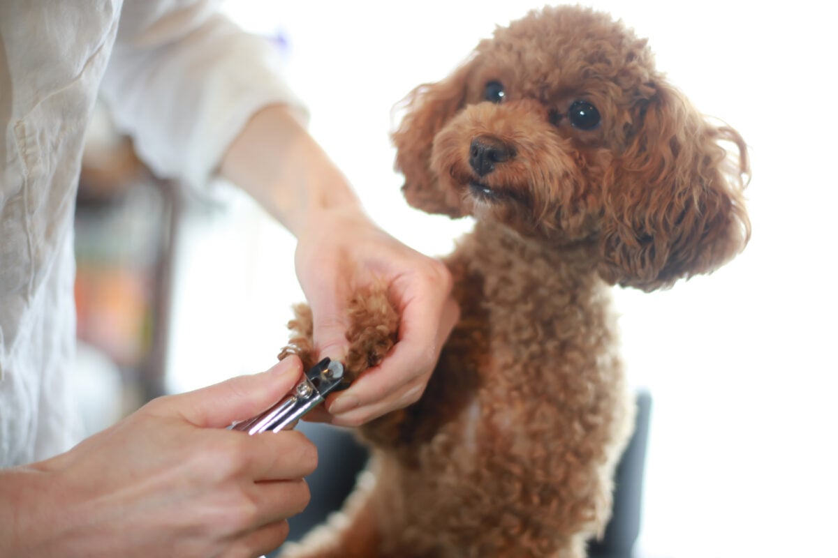 犬が「爪切り」を嫌がる…サボるとけがリスクも 犬の爪を手入れするコツとは 動物看護師が解説