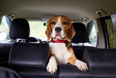 犬が『車酔い』してしまう原因3選 主な症状や事前にできる対策までご紹介