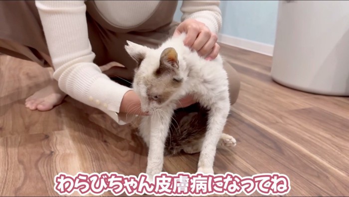 汚れていた保護猫２匹を『シャンプー』したら→『見違えるような姿』に！思わず感動の光景が７万再生「気持ちよさそうで良かった」「すごい！」