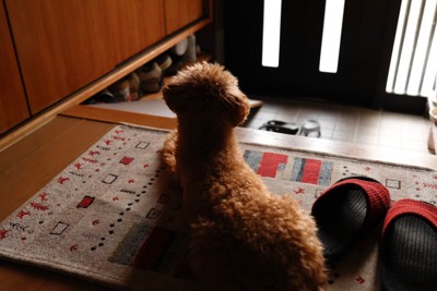 犬は飼い主の帰りを予知している？考えられる原因や優れた能力について解説