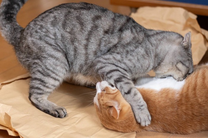 猫の『マウンティング』行動をする3つの理由 見かけたら止めるべき？