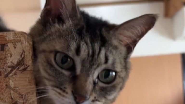 童顔の猫→『年齢』を見てみると……？信じられないほどに『若々しい姿』が凄すぎると116万表示「言われなかったら見えない」「本当に？」