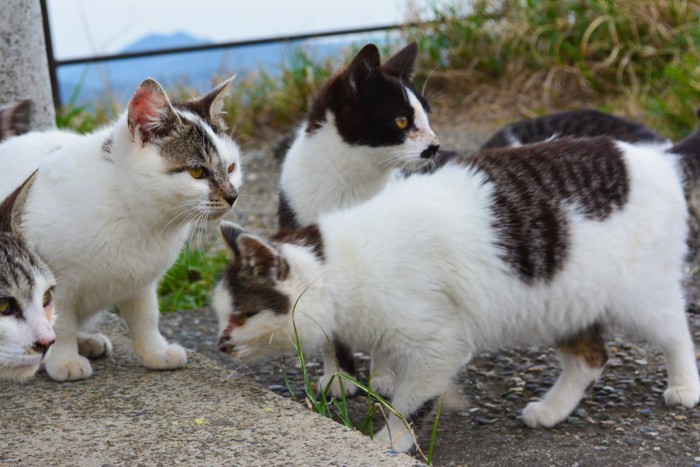 愛猫に『あなたの気持ちを伝える』方法7選 ほとばしる猫愛や“やめて”を伝えるには？