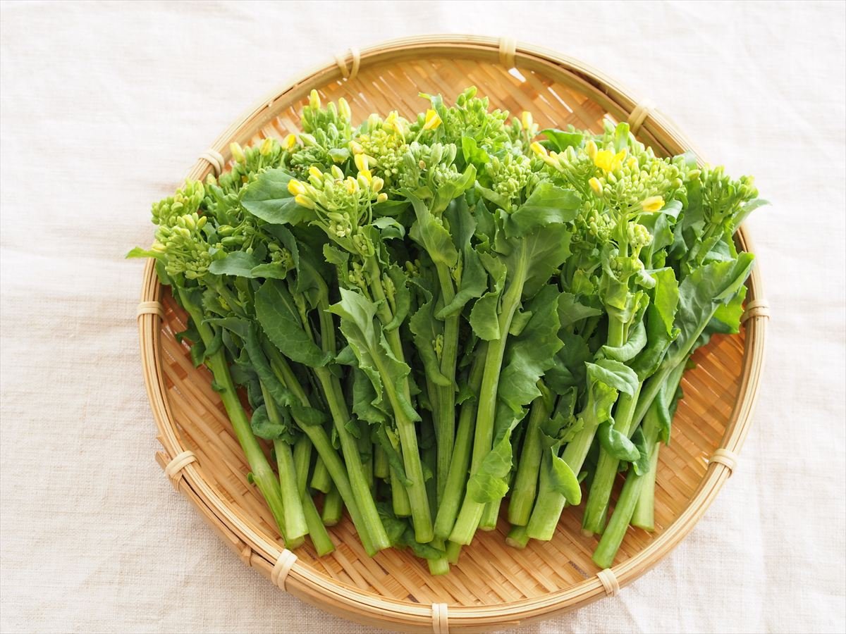 【菜の花】実は“ホウレンソウの4倍”ビタミンC 髪＆皮膚の健康維持も