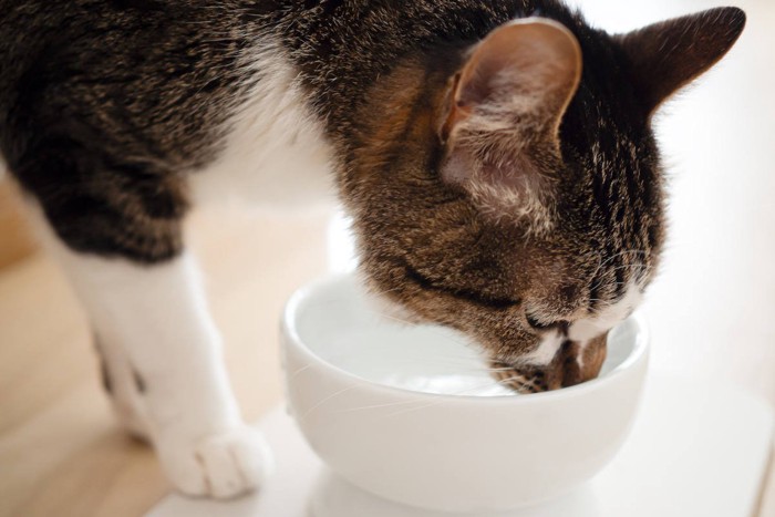 猫を不健康にしてしまう『NGな水』があった！4つの特徴と理由