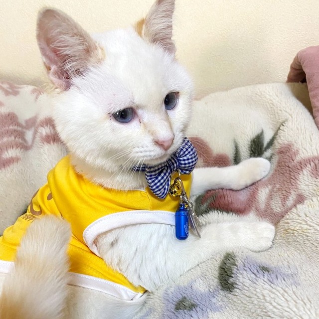 日に日に弱っていく野良の子猫…「このままじゃ年を越せない」と保護して2年 真っ白の被毛が茶色に変わって“別猫”に！