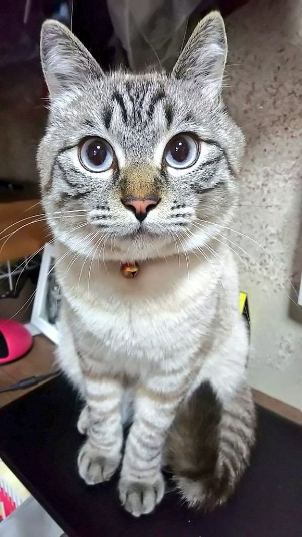 背中に大きな傷負った子猫、発見したのは先住猫だった！「どうか生きて…」先住猫も懸命ケア
