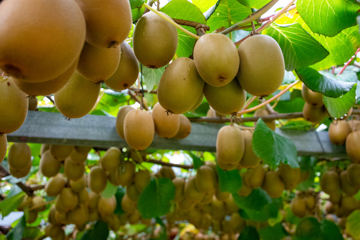 「心がもやもやする……」と感じたら? キウイに注目 – 心と栄養素の意外な関係