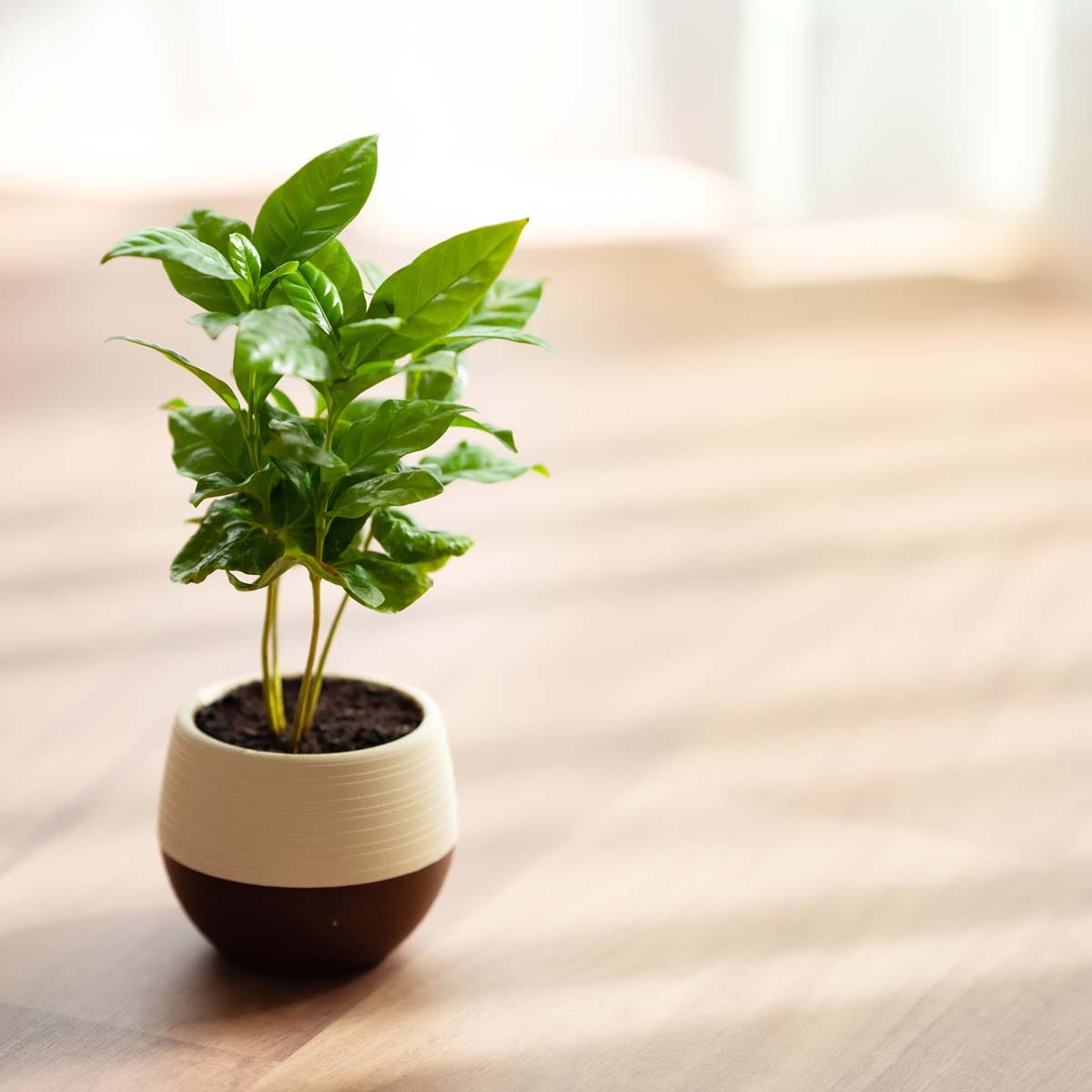 育て始めにぴったりの季節!観葉植物と暮らすための第一歩