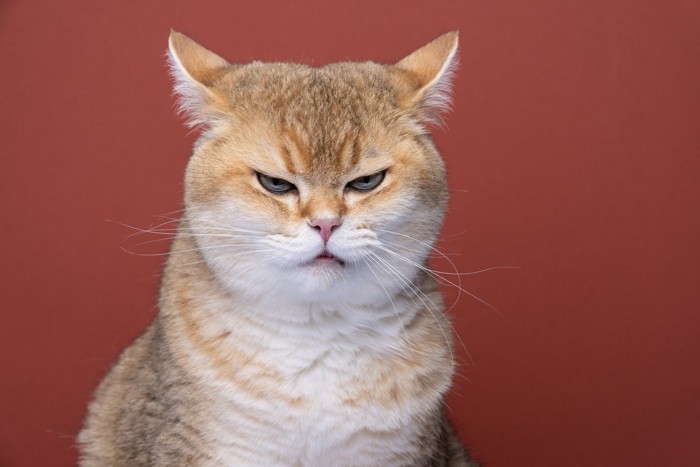 猫の気持ちは『耳の向き』からわかる!5つのパターン別に心理を解説 耳を倒してたら要注意?