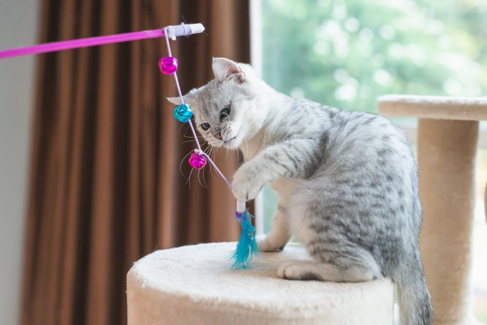 猫を『お客さん』に慣れさせることはできる?5つの方法と人を家に呼ぶときの注意点