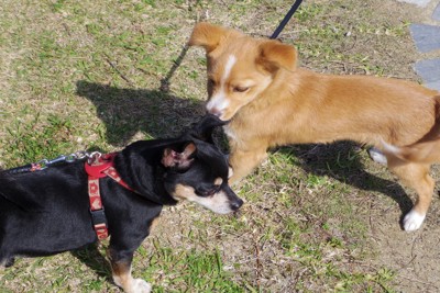 『犬見知り』な犬がみせる5つの行動 友達作りが上手になる方法はある?改善策をご紹介