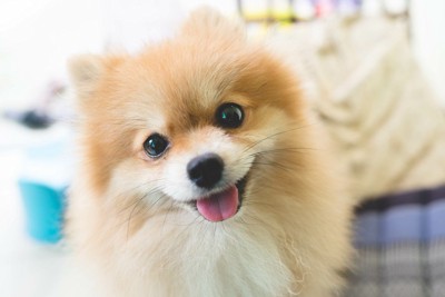 犬が嬉しそうな笑顔をみせる心理5つ ポジティブな意味とは限らない？意外な理由をご紹介