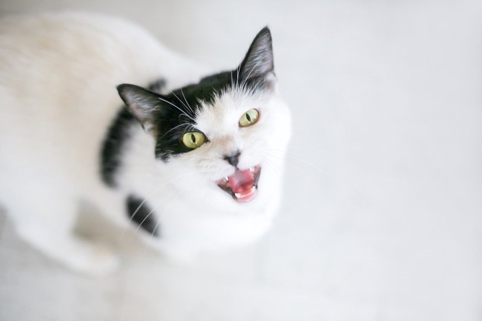 猫が『早朝に激しく鳴く』理由4選 ご飯の催促以外に、病気の可能性も