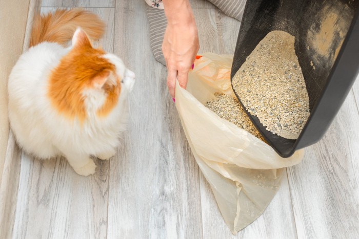 猫がいる部屋が『クサイ』と感じたら!3つの原因別に実践したい消臭方法